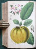 The Practical Gardener and Modern Horticulturist