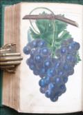 The Practical Gardener and Modern Horticulturist