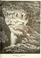 Illustrations of the natural Scenery of the Snowdonian Mountains:...