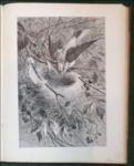 Pictures of Bird Life in Pen and Pencil
