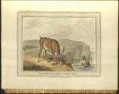 Foreign Field Sports, Fisheries, Sporting Anecdotes, WITH The Supplement of New South Wales