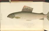 The Book of the Grayling: being a description of the fish, and the art of angling for him, as practised chiefly in the Midlands and the north of England
