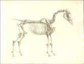 The Anatomy of the Horse. Including A particular Description of the Bones, Cartilages, Muscles, Fascias, Ligaments, Nerves, Arteries, Veins, and Glands