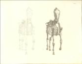 The Anatomy of the Horse. Including A particular Description of the Bones, Cartilages, Muscles, Fascias, Ligaments, Nerves, Arteries, Veins, and Glands