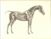 The Anatomy of the Horse. Including A particular Description of the Bones, Cartilages, Muscles, Fascias, Ligaments, Nerves, Arteries, Veins, and Glands