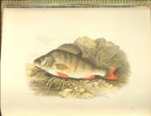 British Fresh-Water Fishes