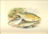 British Fresh-Water Fishes