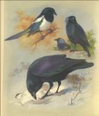 A Tour Through Parts of Wales, Sonnets, Odes, and other Poems.