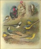 A Tour Through Parts of Wales, Sonnets, Odes, and other Poems.