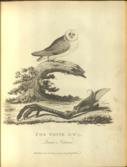 Pennants Works: Tour in Wales; Genera of Birds; Arctic Zoology; Chester to London; Tour in Scotland; Indian Zoology; History of London; Whiteford and Holywell; Downing to Alston-Moor; London to the Isle of Wight.