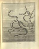 [Outlines of the Globe]: The View of Hindoostan (I & II); The View of India, Extra Gangem, China and Japan; The View of the Malayan Isles, New Holland, and the Spicy Islands (III&IV).