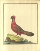 [Outlines of the Globe]: The View of Hindoostan (I & II); The View of India, Extra Gangem, China and Japan; The View of the Malayan Isles, New Holland, and the Spicy Islands (III&IV).