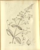 [Outlines of the Globe]: The View of Hindoostan (I & II); The View of India, Extra Gangem, China and Japan; The View of the Malayan Isles, New Holland, and the Spicy Islands (III&IV).