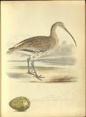 Illustrations of British Birds