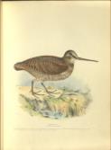 Illustrations of British Birds