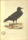 Illustrations of British Birds