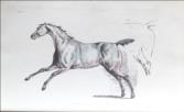 The Beauties & Defects in the Figure of the Horse Comparatively Delineated in a series of Coloured Plates