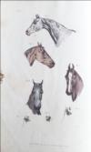 The Beauties & Defects in the Figure of the Horse Comparatively Delineated in a series of Coloured Plates