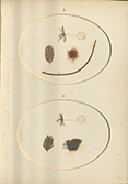 Brook and River Trouting. A Manual of Modern North Country Methods. With Coloured Illustrations of Flies and Fly-Dressing Materials