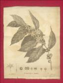 An Historical Account of Coffee. With An Engraving, and Botanical Description of the Tree. To Which Are Added Sundry Papers relative to its Culture and Use, as an Article of Diet and of Commerce